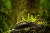 Olympic National Park, May 15-19, 2019